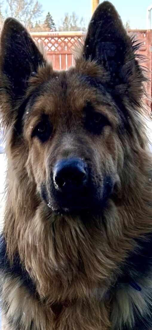 King Shepherd of Canada Oliver
