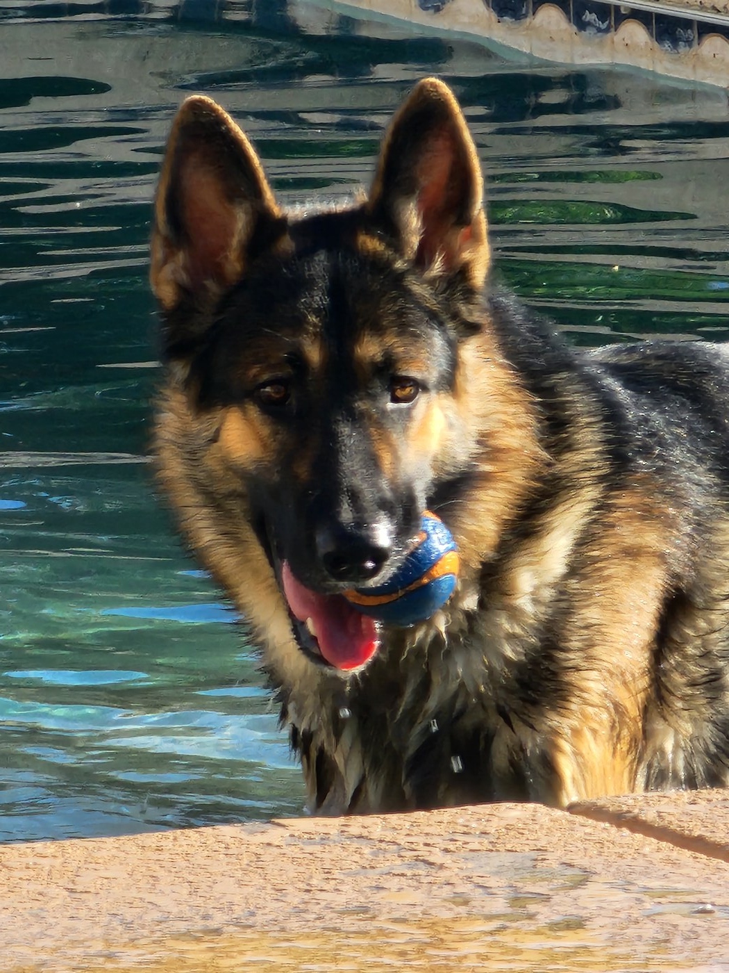 AZKS Ryker (Ryker)