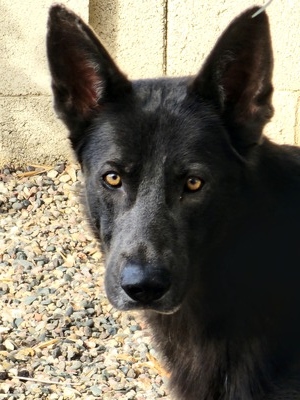 Sadie Mae (Sadie)