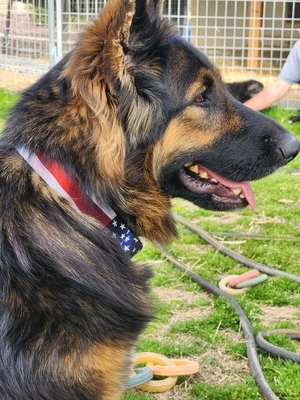 Britta (ARBA and KCUSA Junior Champion)
