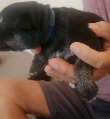 purple collar, black/tan boy, long hair