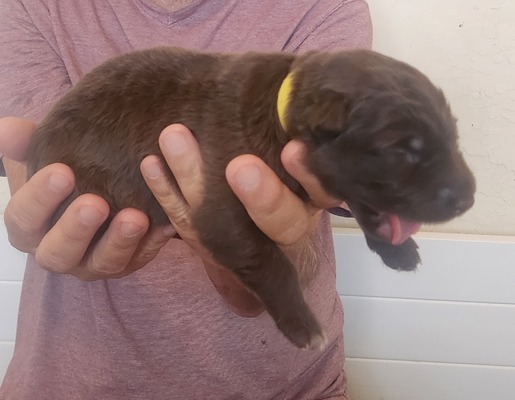 yellow collar, solid liver girl, long hair