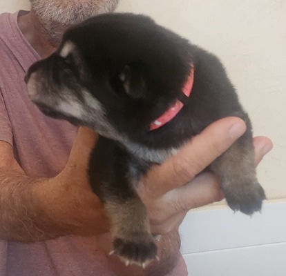 pink collar, black/tan girl