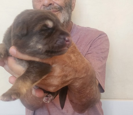 orange collar, liver/tan girl, long hair