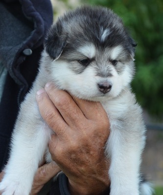 yellow collar, long hair girl. Will look like her dad Hans